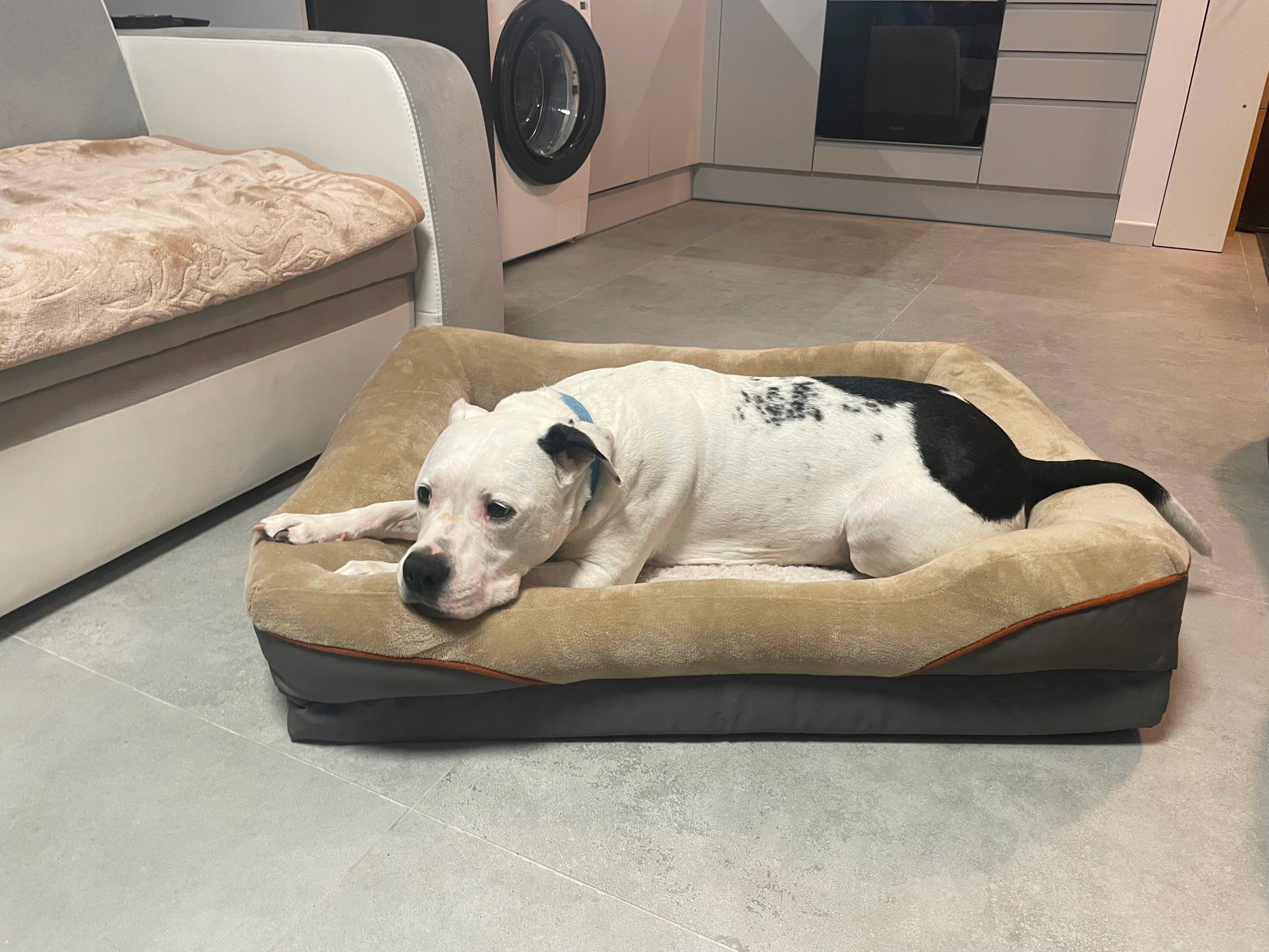 ORTHOPEDIC BED FOR CAT DOG LUNA XL 115X80 Length 115 cm