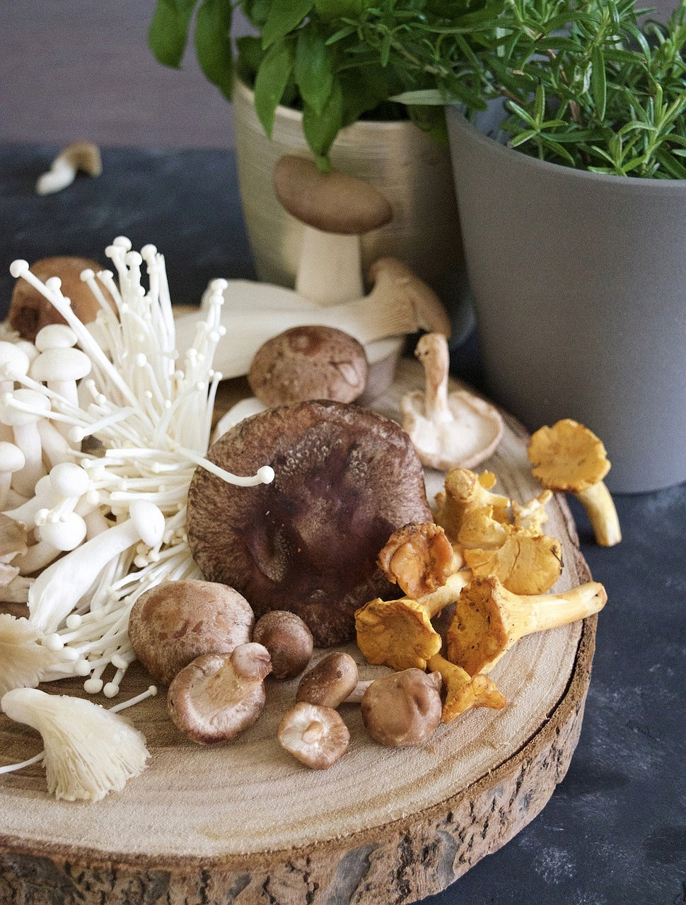 OYSTER MUSHROOM OYSTER MUSHROOMS EAN (GTIN) 6942045231114