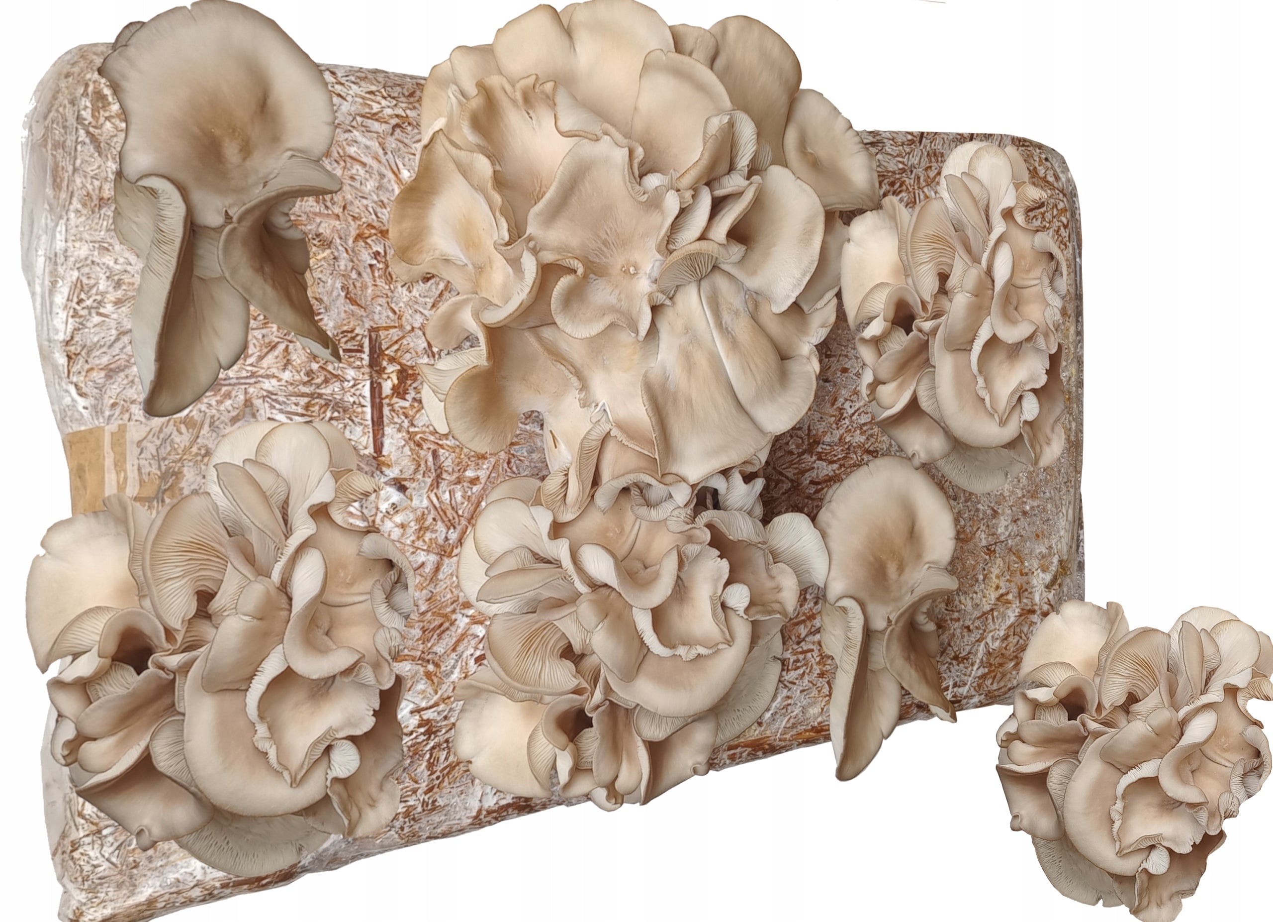 OYSTER MUSHROOM OYSTER MUSHROOMS Packaging status original