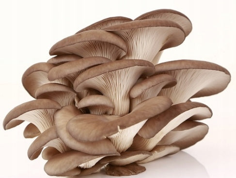 OYSTER MUSHROOM OYSTER MUSHROOMS Product weight with unit packaging 13 kg
