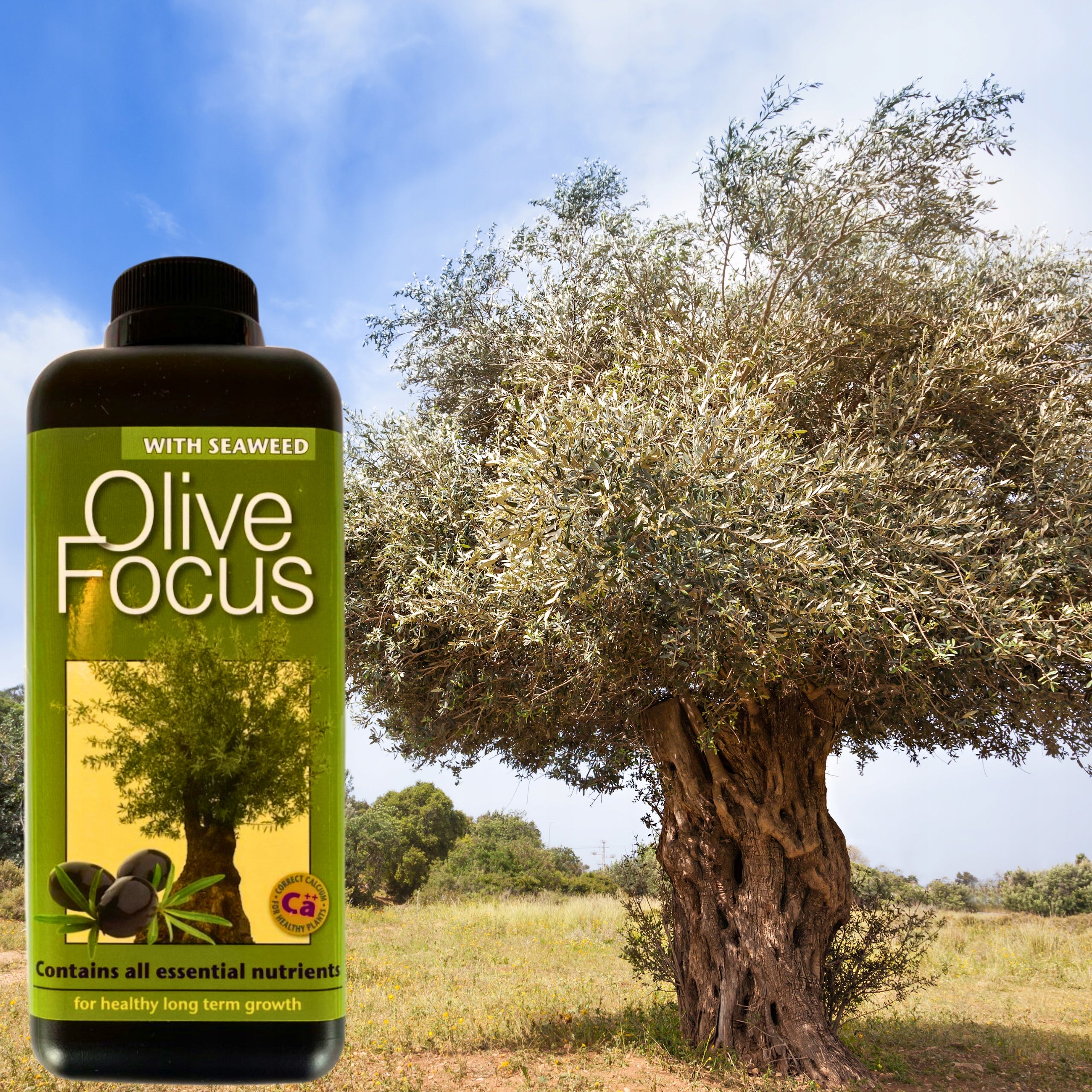 Olive Focus 1L FERTILIZER OLIVE TREE CONDITIONER Growth Technology Weight 1.1 kg