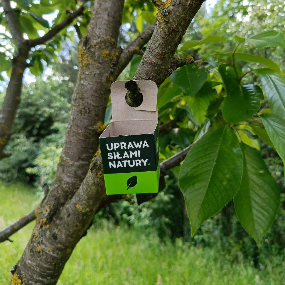 On aphids Aphid Stopwatch for roses ladybug larvae 200larvae Vegano Agent type organic, natural