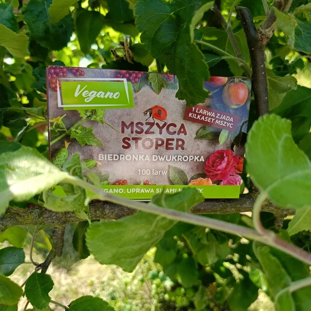 On aphids Aphid Stopwatch for roses ladybug larvae 200larvae Vegano Packaging status original