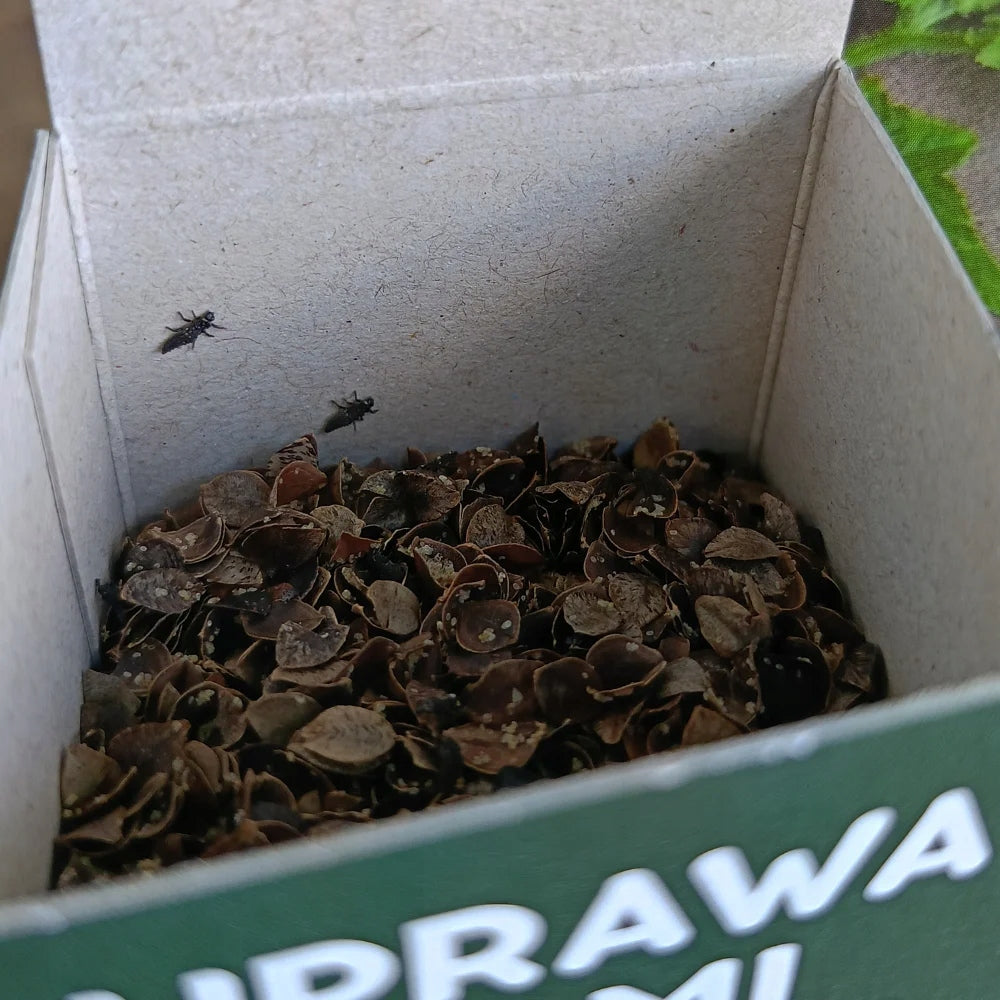On aphids Aphid Stopwatch for roses ladybug larvae 200larvae Vegano Weight 0.2 kg