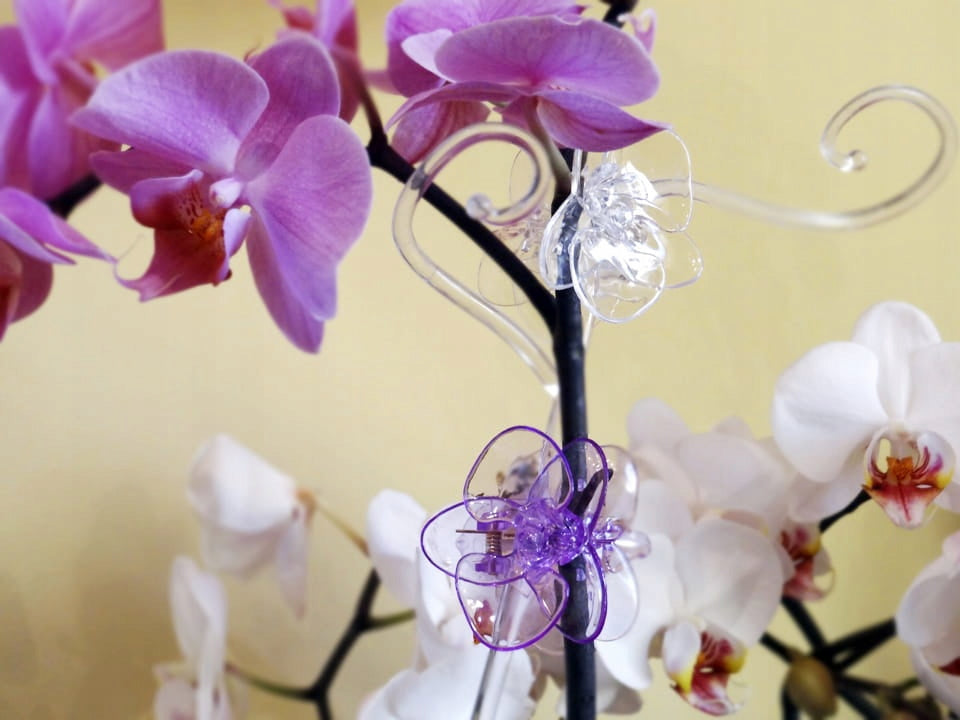 Orchid clip white orchid clip Brand Kwiecie