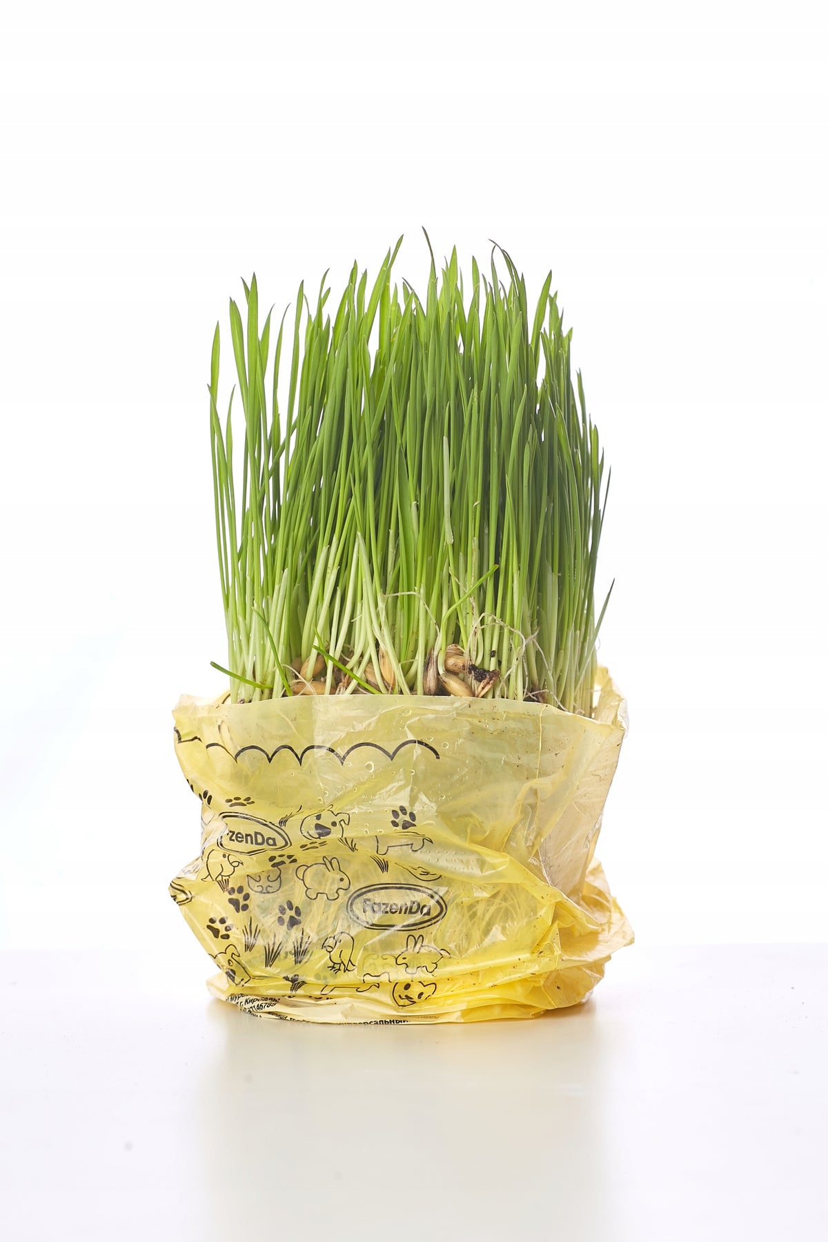 Organic grass cat grass grown ready to eat