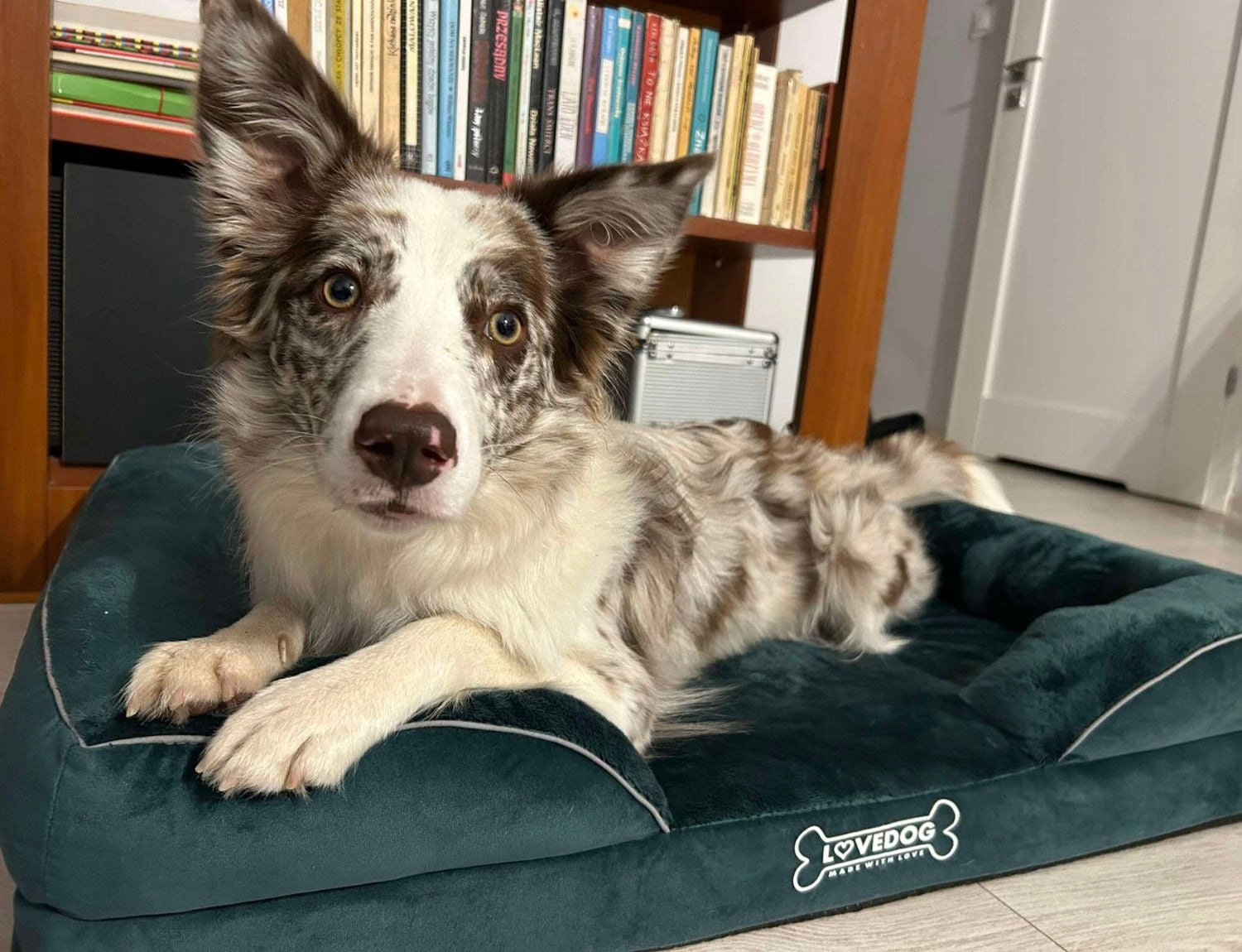 Orthopedic Dog Bed Waterproof Large, L 90x60 OrtoMax Product width 60 cm