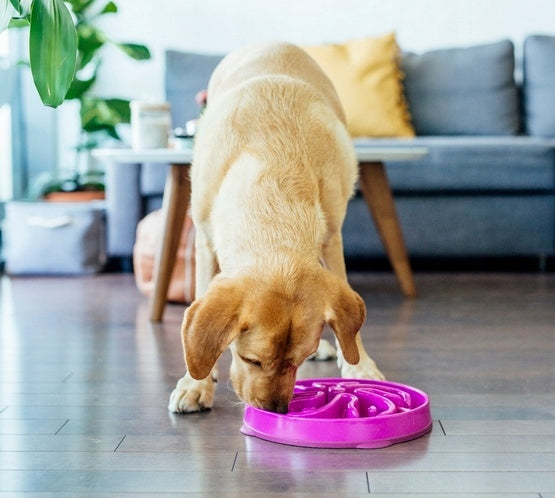 Outward Hound Fun Feeder Slowing Bowl Purple [51003] Device type single bowl