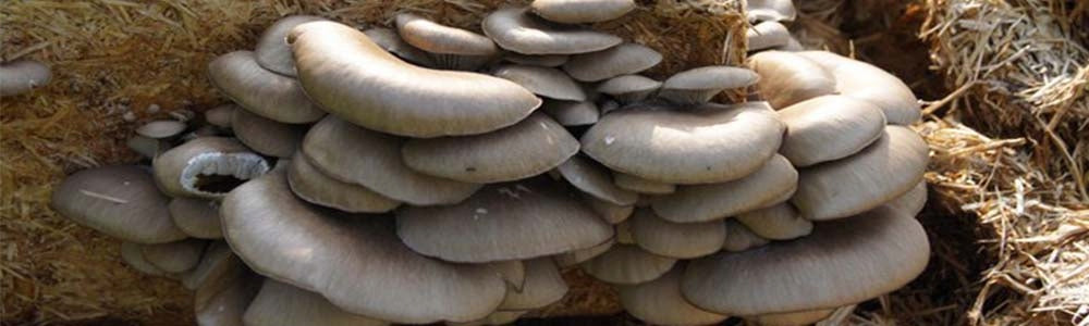 Oyster mushroom 15kg – Record Yield!!! OYSTER Mushroom EAN (GTIN) 5906970872102
