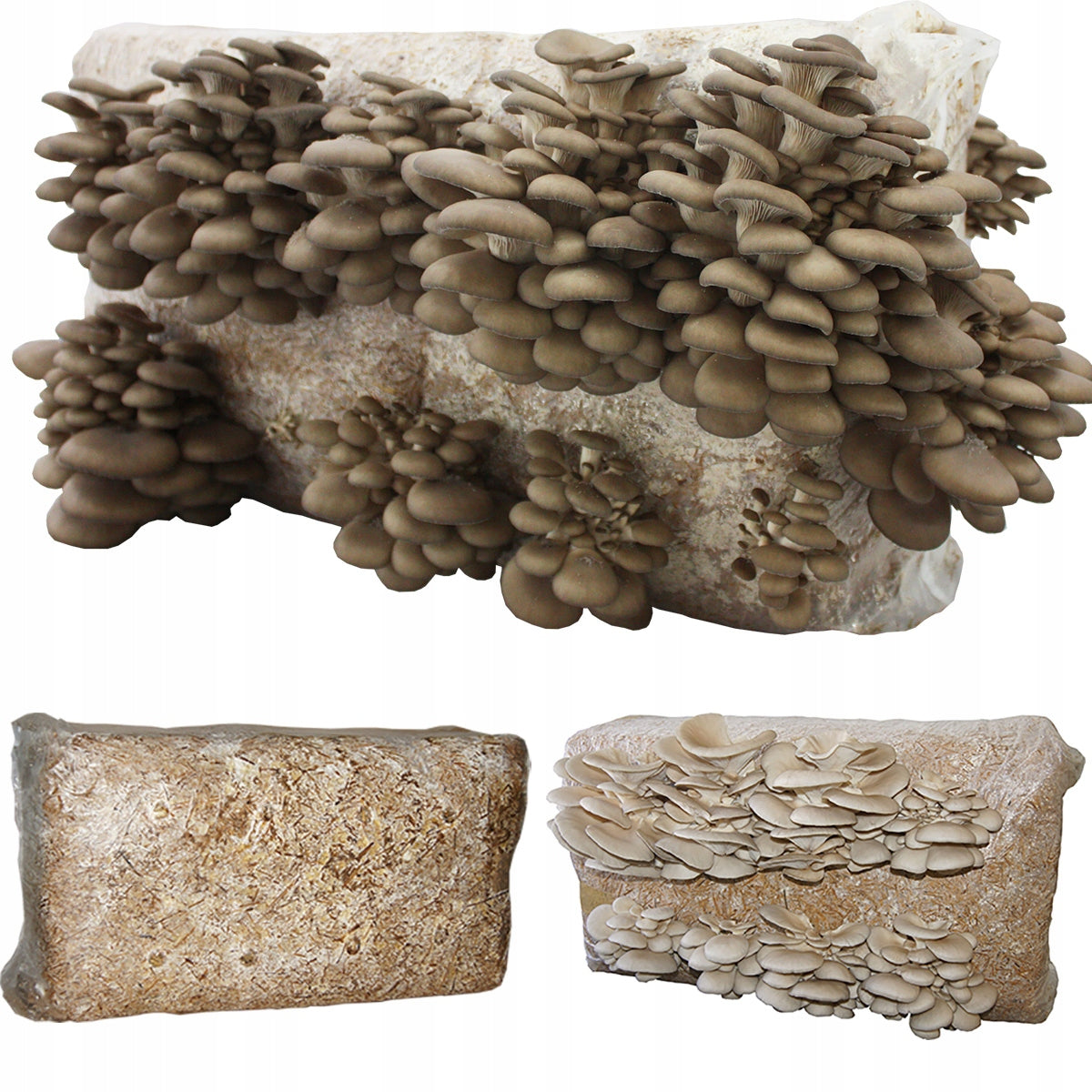 Oyster mushroom 15kg – Record Yield!!! OYSTER Mushroom Manufacturer code BALOT2