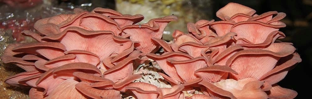 Oyster mushroom pink MUSHROOMS GROW KIT ready set Manufacturer Planto