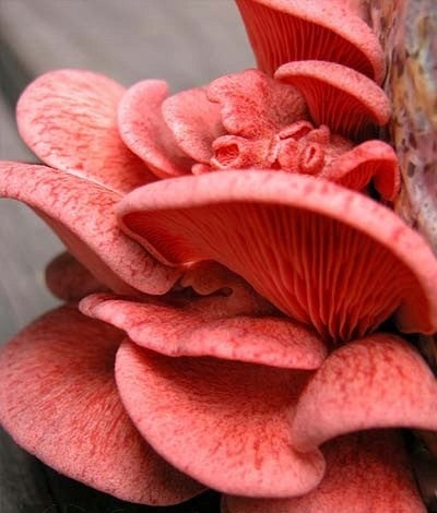Oyster mushroom pink MUSHROOMS GROW KIT ready set Manufacturer code GROWKITPLANTO