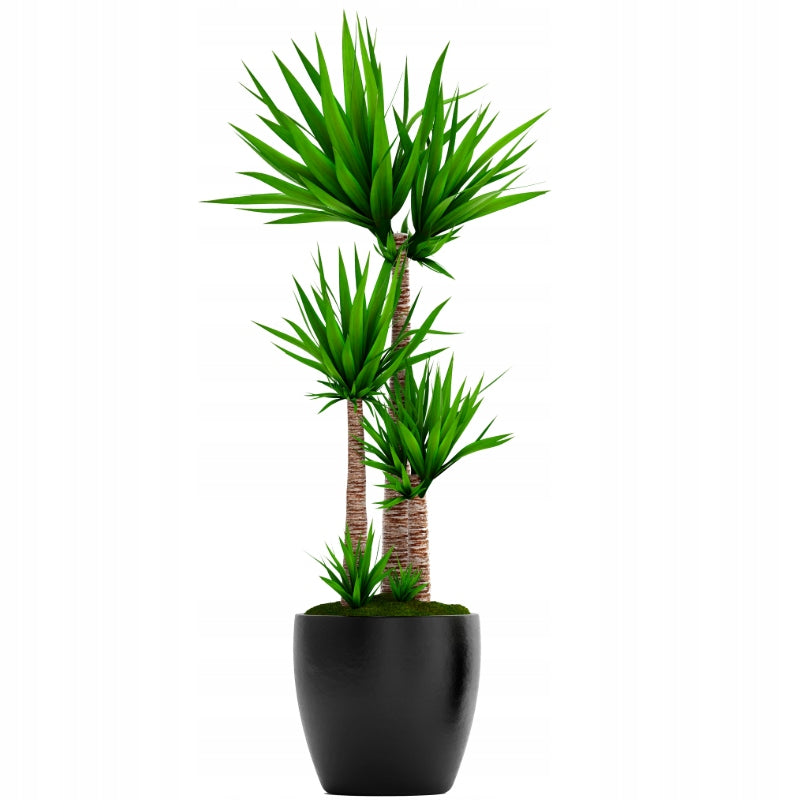 PALM FERTILIZER for JUKI DRACENY 900ML LIQUID CONCENTRATE Fertilizer type multicomponent