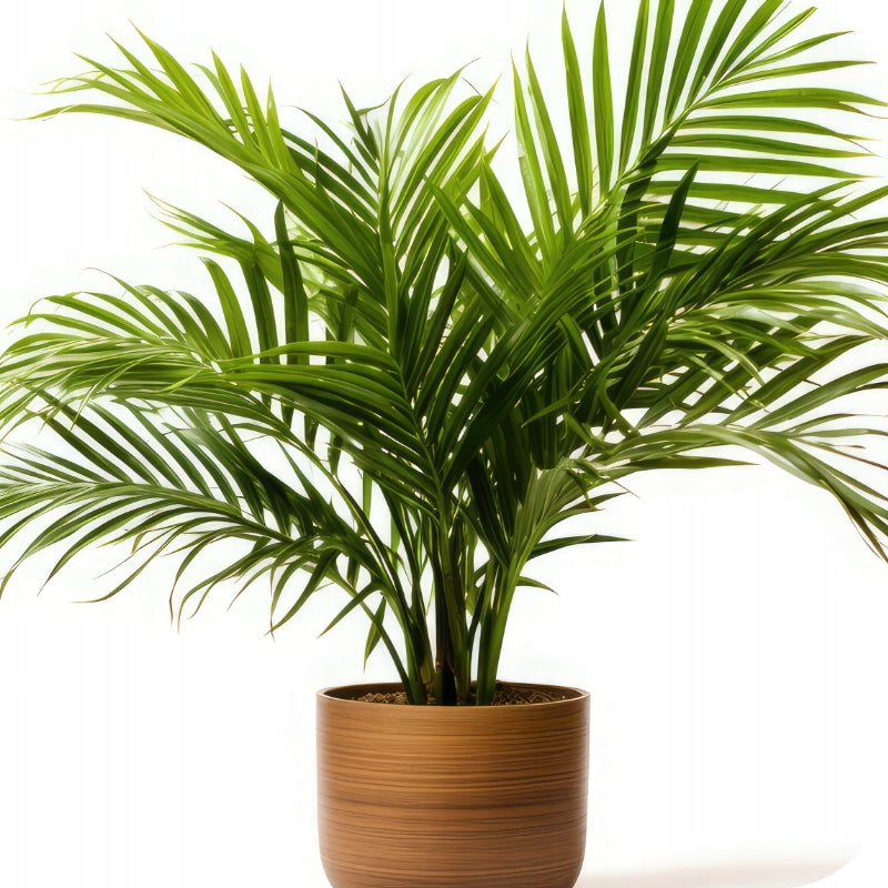 PALM FERTILIZER for JUKI DRACENY 900ML LIQUID CONCENTRATE Form liquid