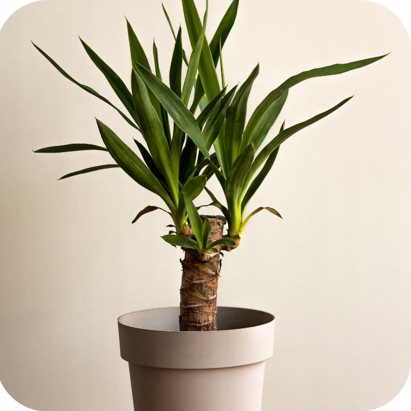 PALM FERTILIZER for JUKI DRACENY 900ML LIQUID CONCENTRATE Weight 1 kg