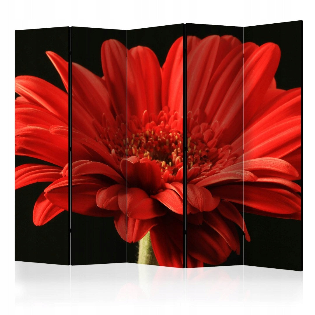 Partition Rote Gerbera-Blume 