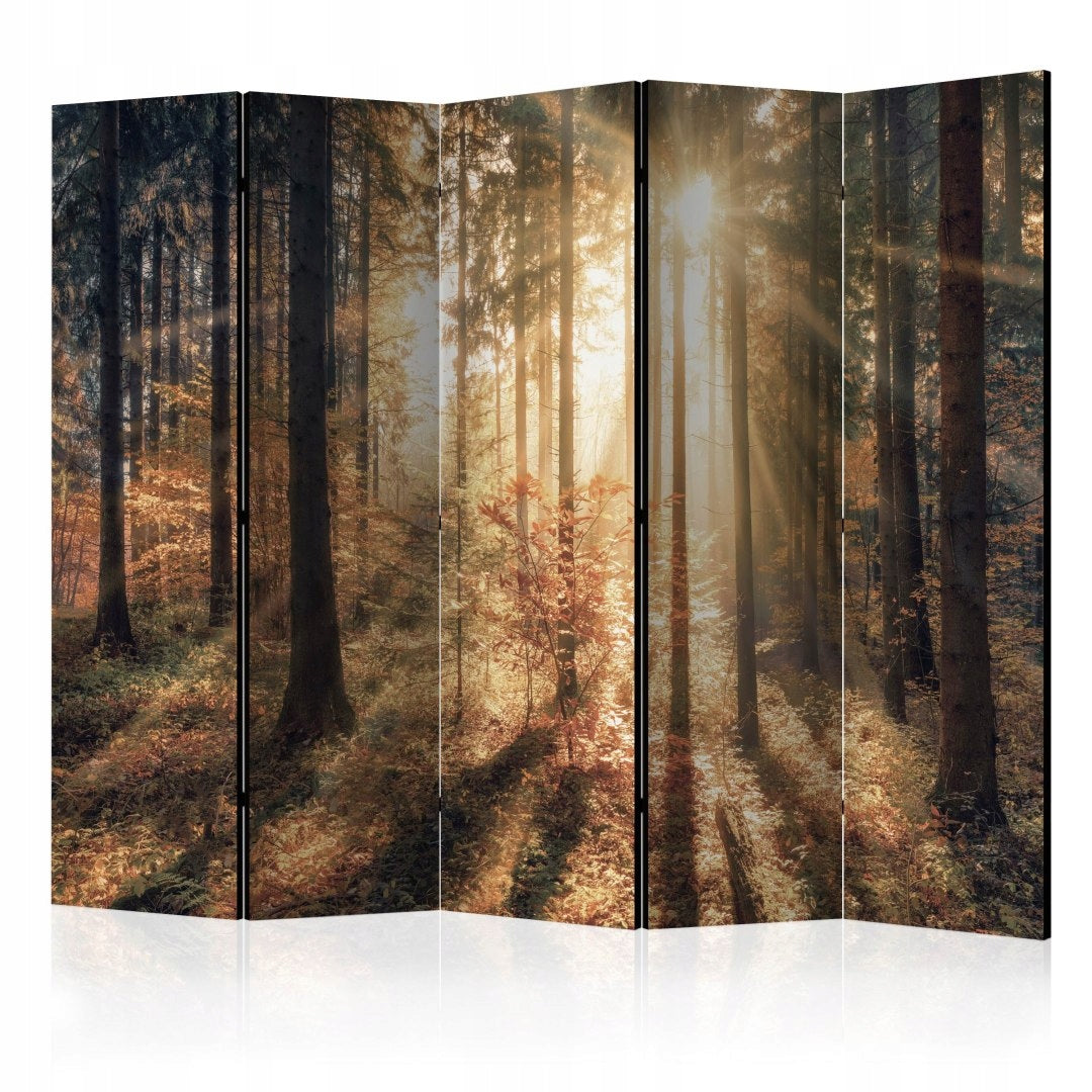 Teilung Herbstwald 