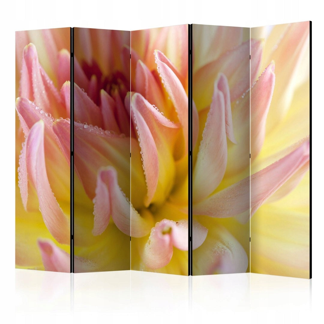 Trennwand Pastellfarbene Dahlienblüte mit Tautropfen 