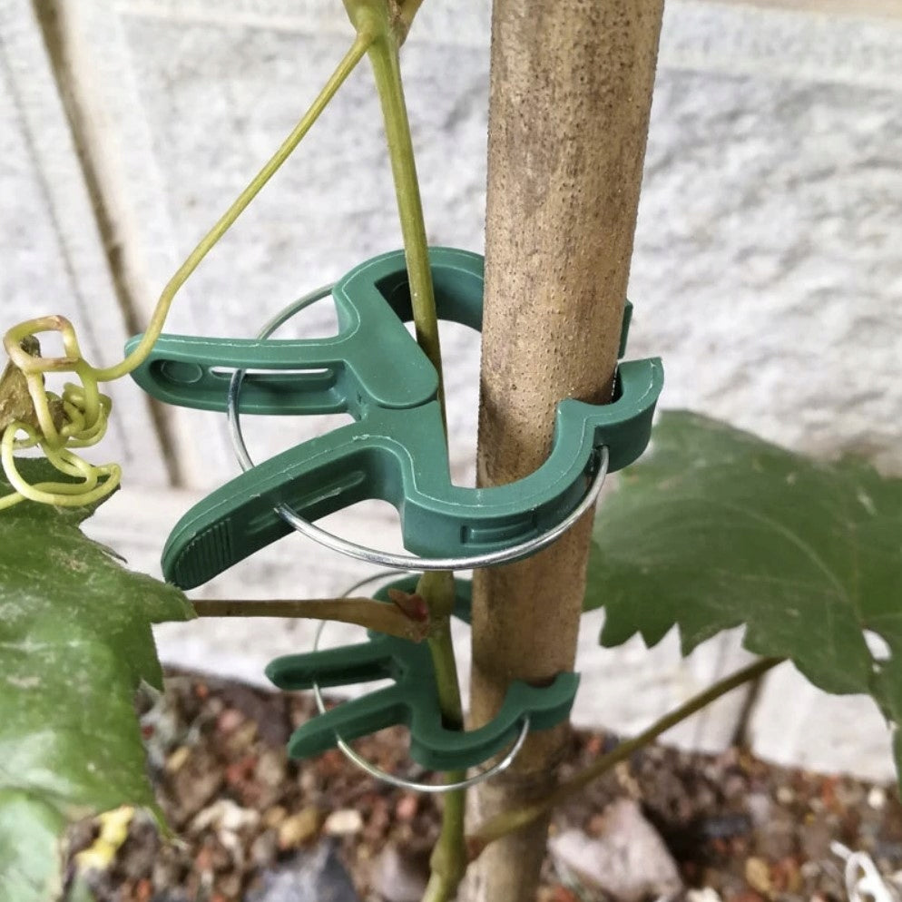 PLANT CLIPS 60 PIECES CLASPS CLIPS FOR FASTENING SHOOTS PLANT TOMATOES Color green