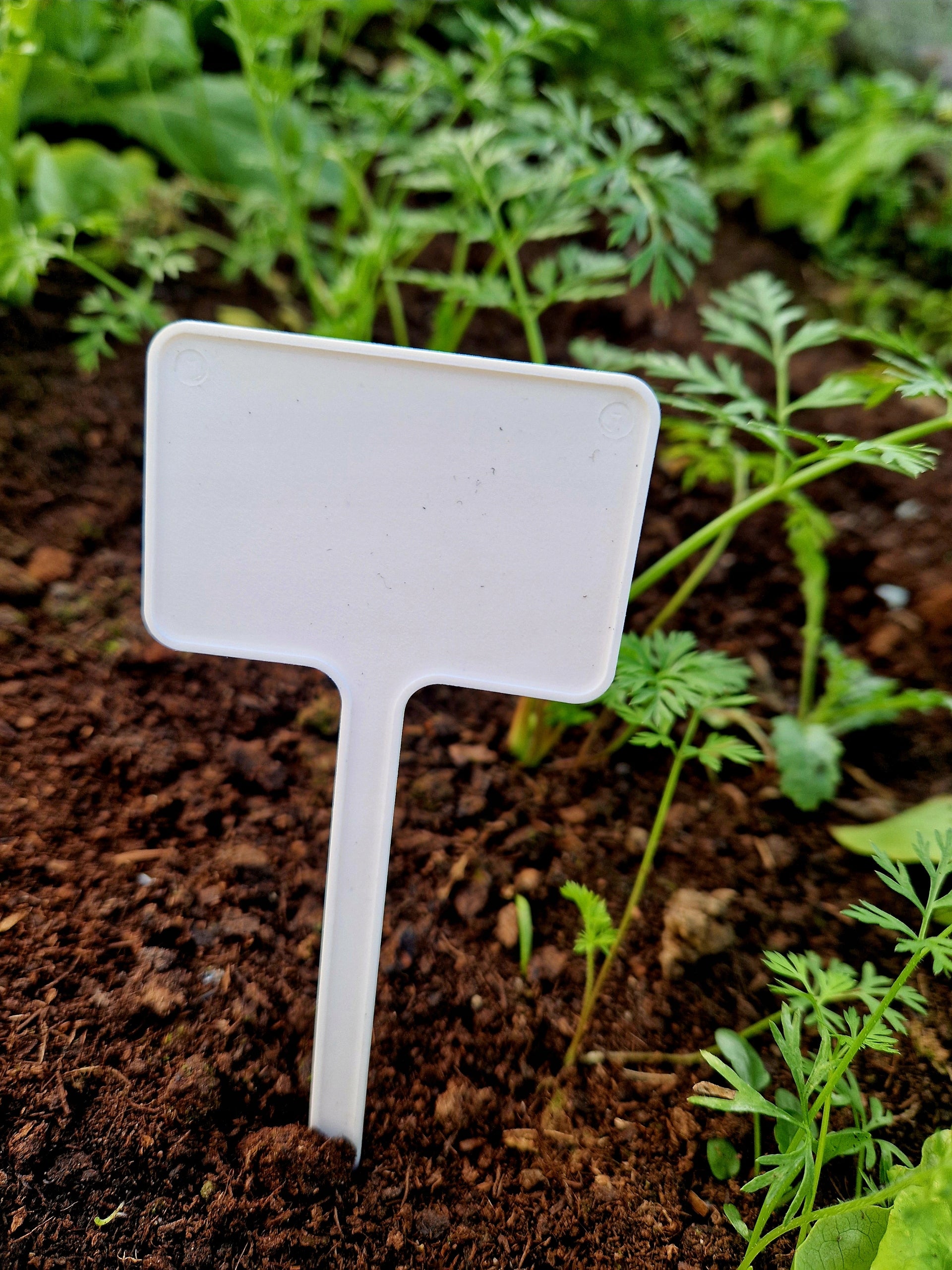 PLANT LABEL PLATES 60x40x155mm 100 pcs WHITE PL MANUFACTURER Manufacturer code T10