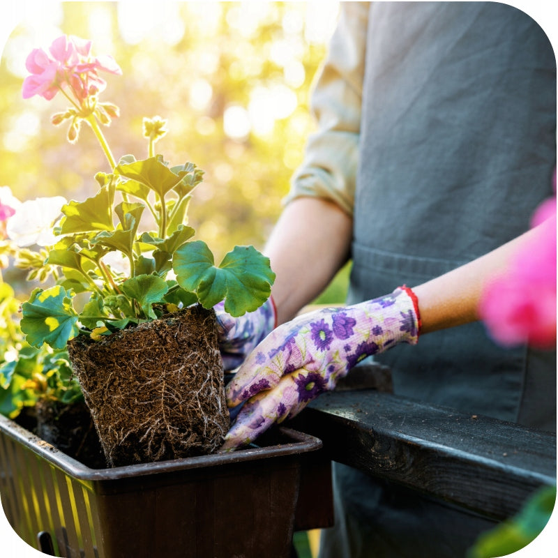 PLANTON K GERANIUM FERTILIZER 200g for FLOWERS 200L Manufacturer code 12016