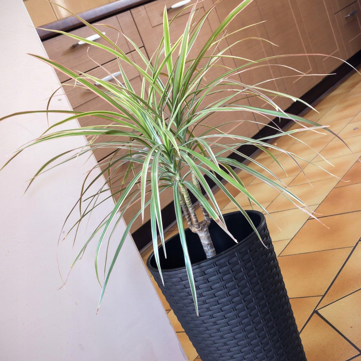 POT PLANTER COVER WITH INSERT RATO TUBE ANTHRACITE HIGH FOR GARDEN Product height 38 cm