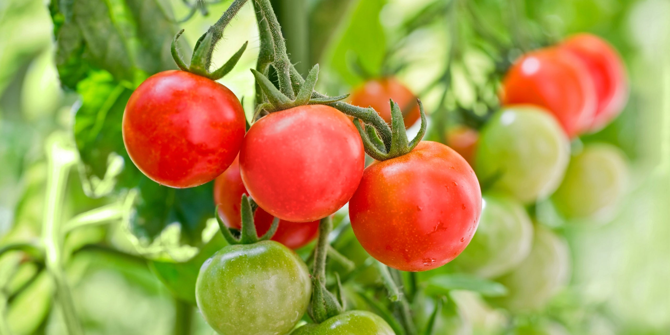 POT clipped CULTIVATION CUCUMBER TOMATO 18x18 1pcs Product weight with unit packaging 0.07 kg