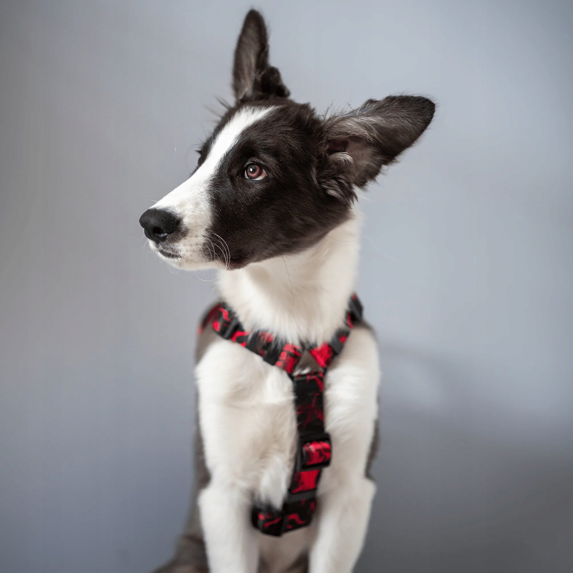 PREMIUM HARNESS FOR A LARGE DOG. DRAGON PATTERN. ADDRESS CARD HOOK FREEBIE! SIZE. M Brand Hauki