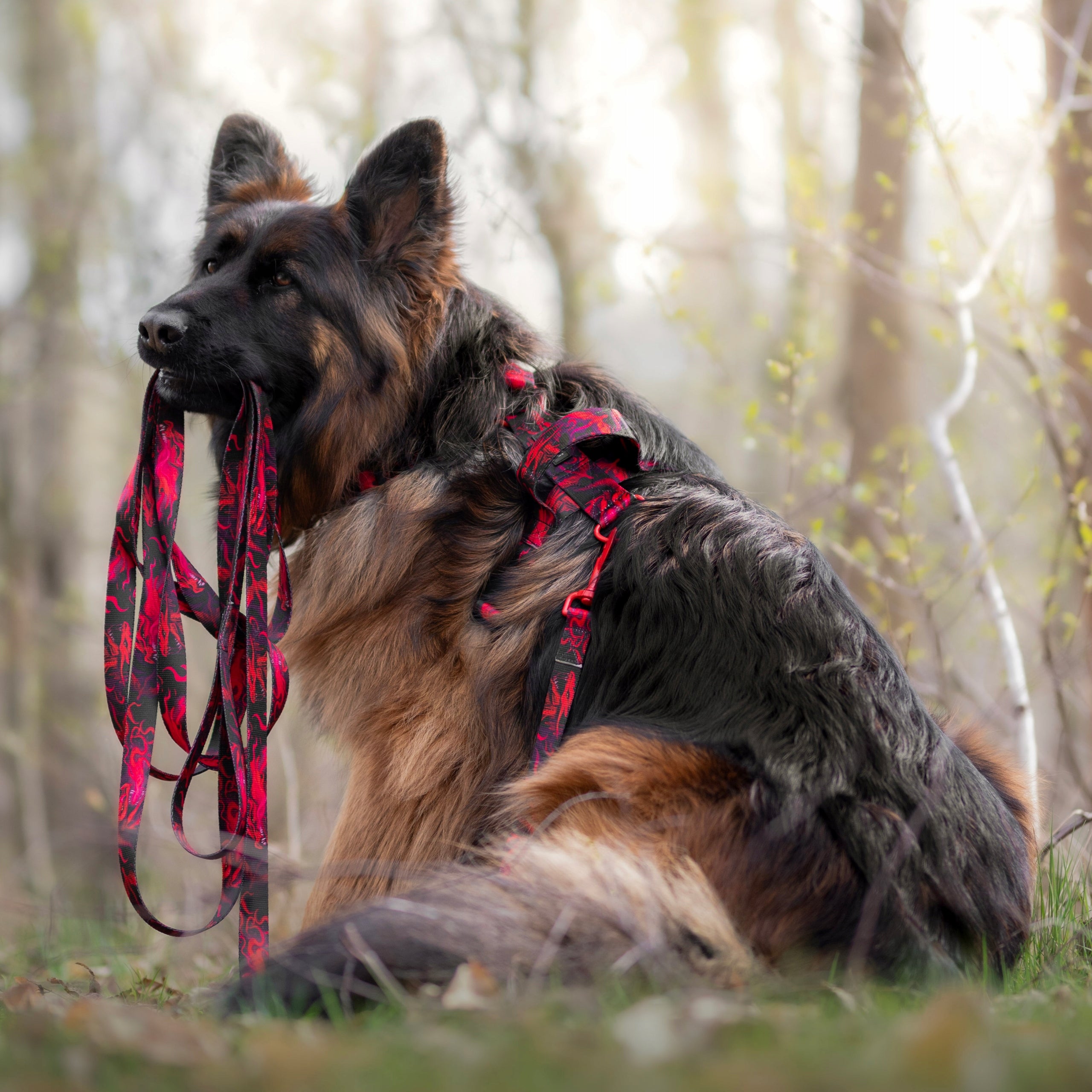 PREMIUM HARNESS FOR A LARGE DOG. DRAGON PATTERN. ADDRESS CARD HOOK FREEBIE! SIZE. M Manufacturer code Szelki guard - Smoki Rozmiar M/2,0 cm