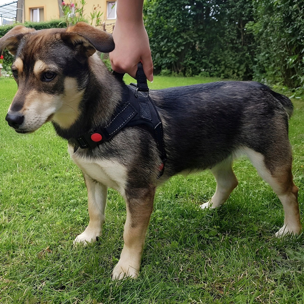 PRESSURE-FREE DOG HARNESS WALKING ADJUSTABLE REFLECTIVE HARNESS SIZE M Packaging status original