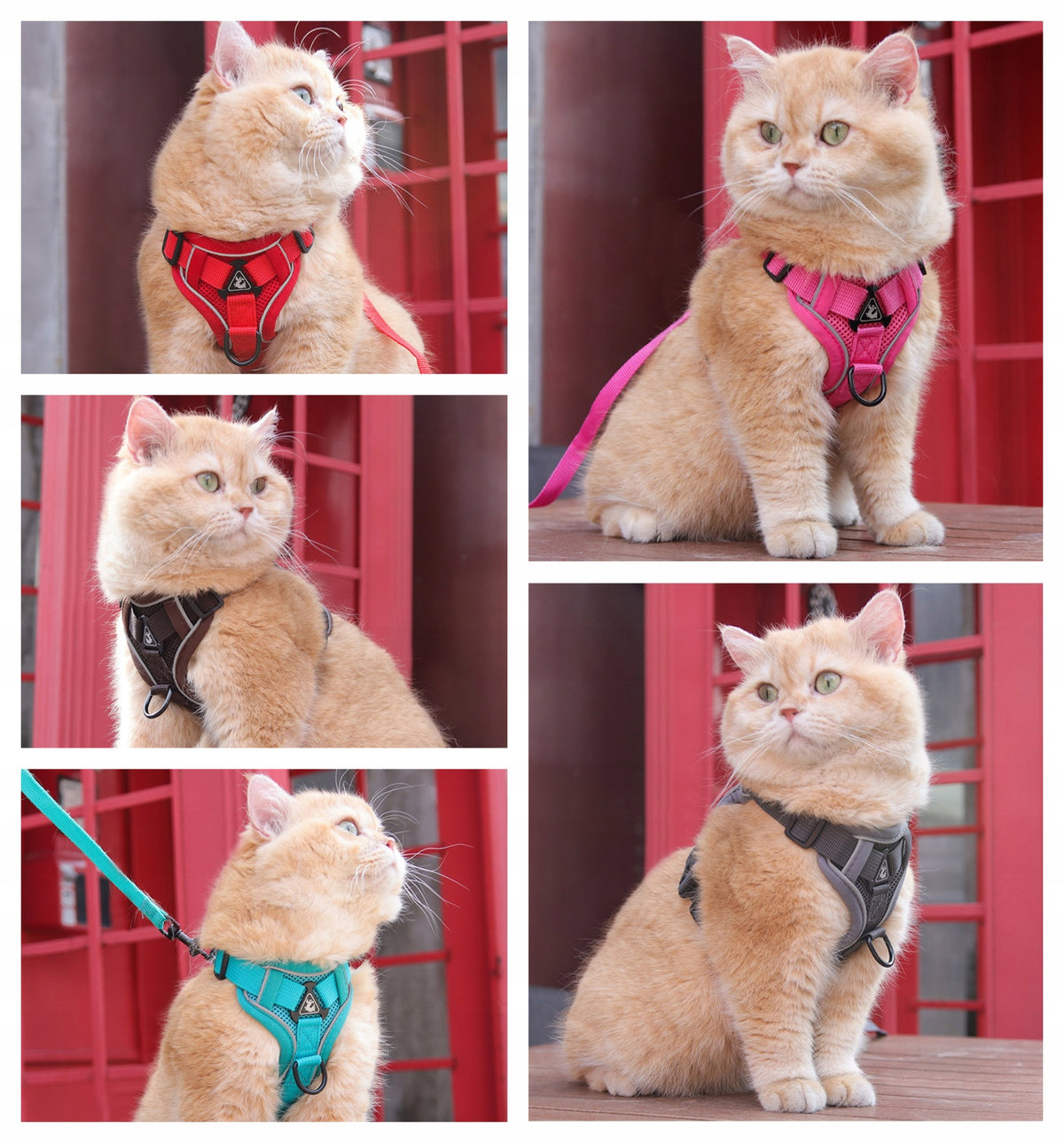 PRESSURE-FREE GUARD HARNESS + LEASH for CAT DOG Brand Psakota