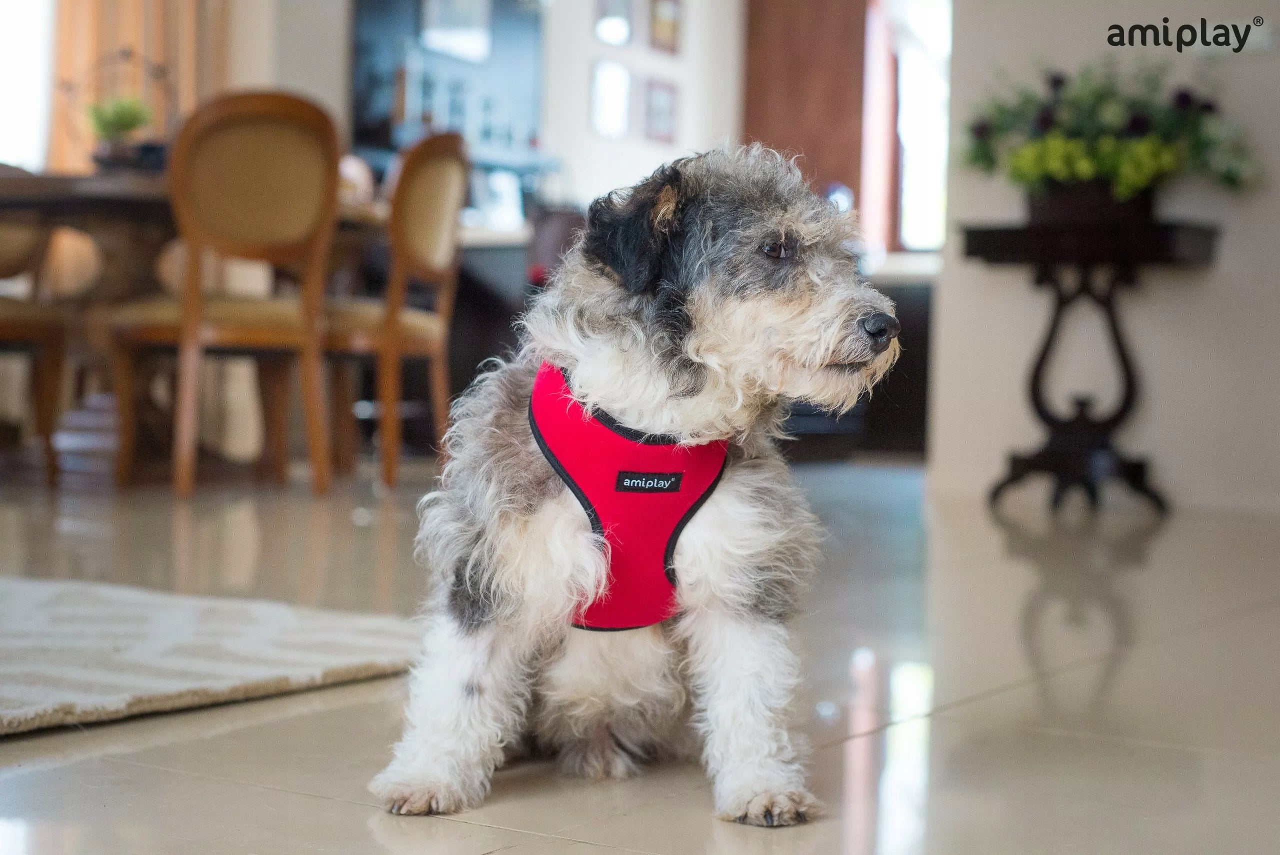 PRESSURE-FREE HARNESS AMIPLAY SCOUT DENVER M GREY FOR DOG Size M