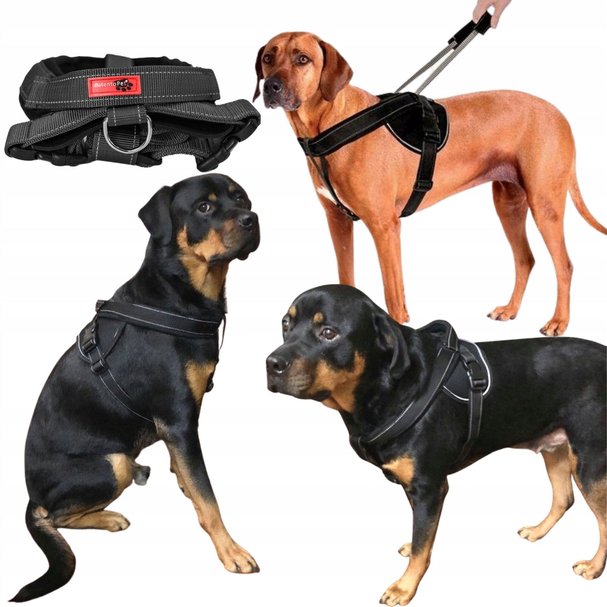 PRESSURE-FREE HARNESS FOR A LARGE DOG WITH A SHORT HANDLE COMFORTABLE STRONG GUARD XL