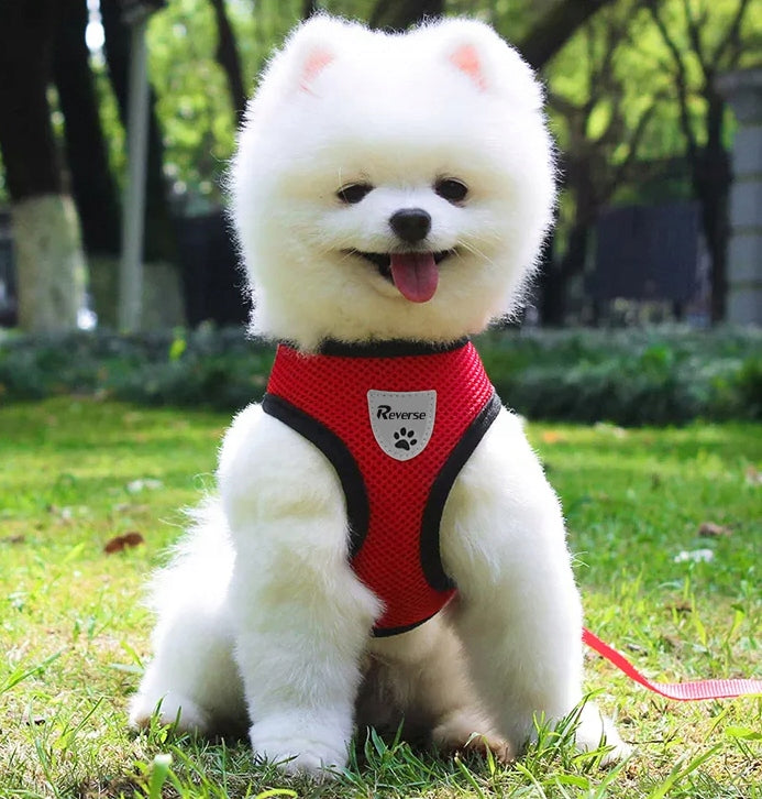 PRESSURE-FREE HARNESS FOR SMALL CAT DOG + LEASH r. M Brand Reverse
