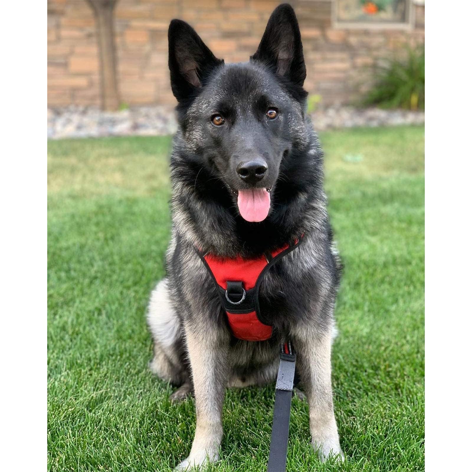 PRESSURE-FREE HARNESS for big dog red XL 75-95cm Shepherd Kind walking harness
