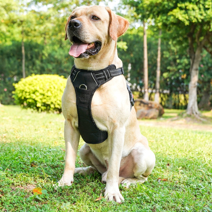 PRESSURE-FREE HARNESS type GUARD for dog ELITE L charm Type harness with handle