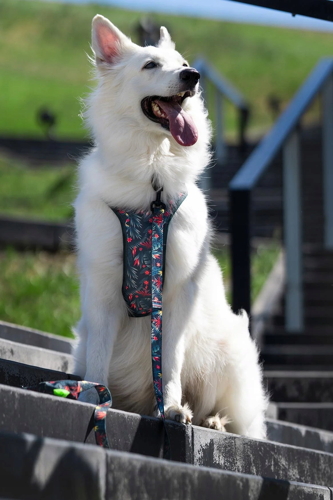 PRESSURE-FREE walking harness for medium dog terrier S 20mm Ukory GREEN Color multicolor