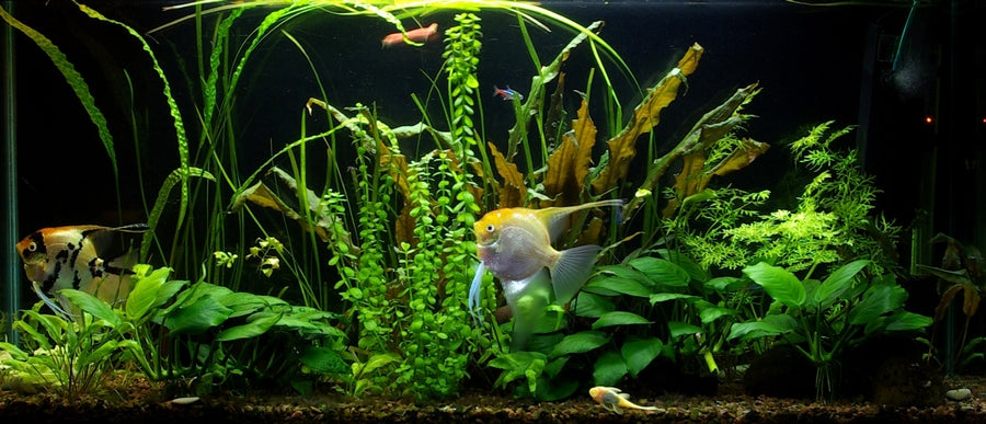 LED-Leuchtstofflampe für Aquarium Aqualed 5630, 200 cm 