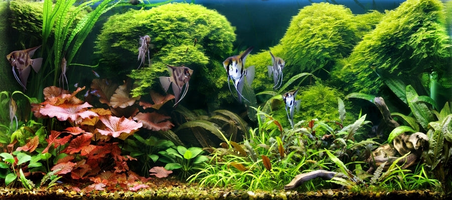 Aquarium-LED-Beleuchtung Aqualed 8520, 170 cm 
