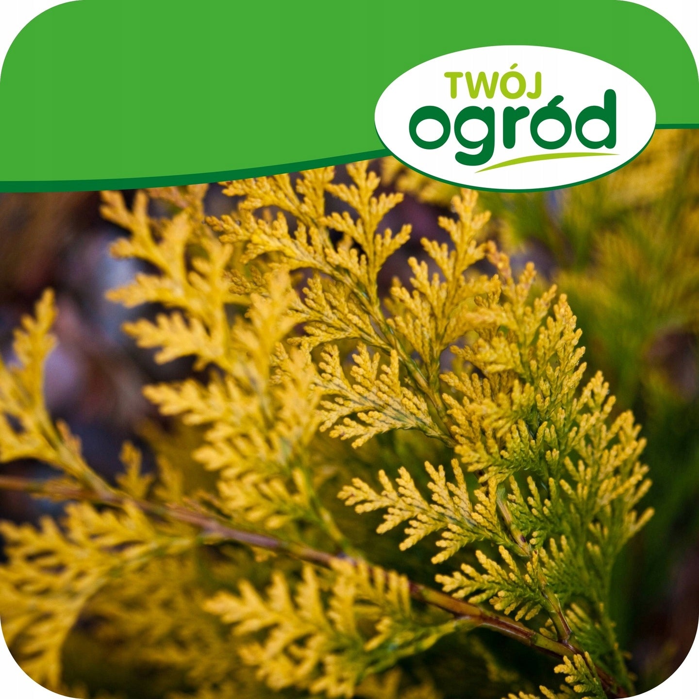 PROPLANT 722 SL 100ml Zgorzel Siewek Fungicide Phytophorosis Tuje Manufacturer Twój Ogród