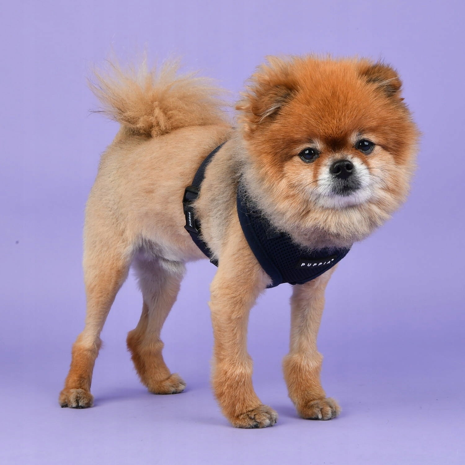 PUPPIA Ritefit navy dog harness - size: L EAN (GTIN) 8809682809848