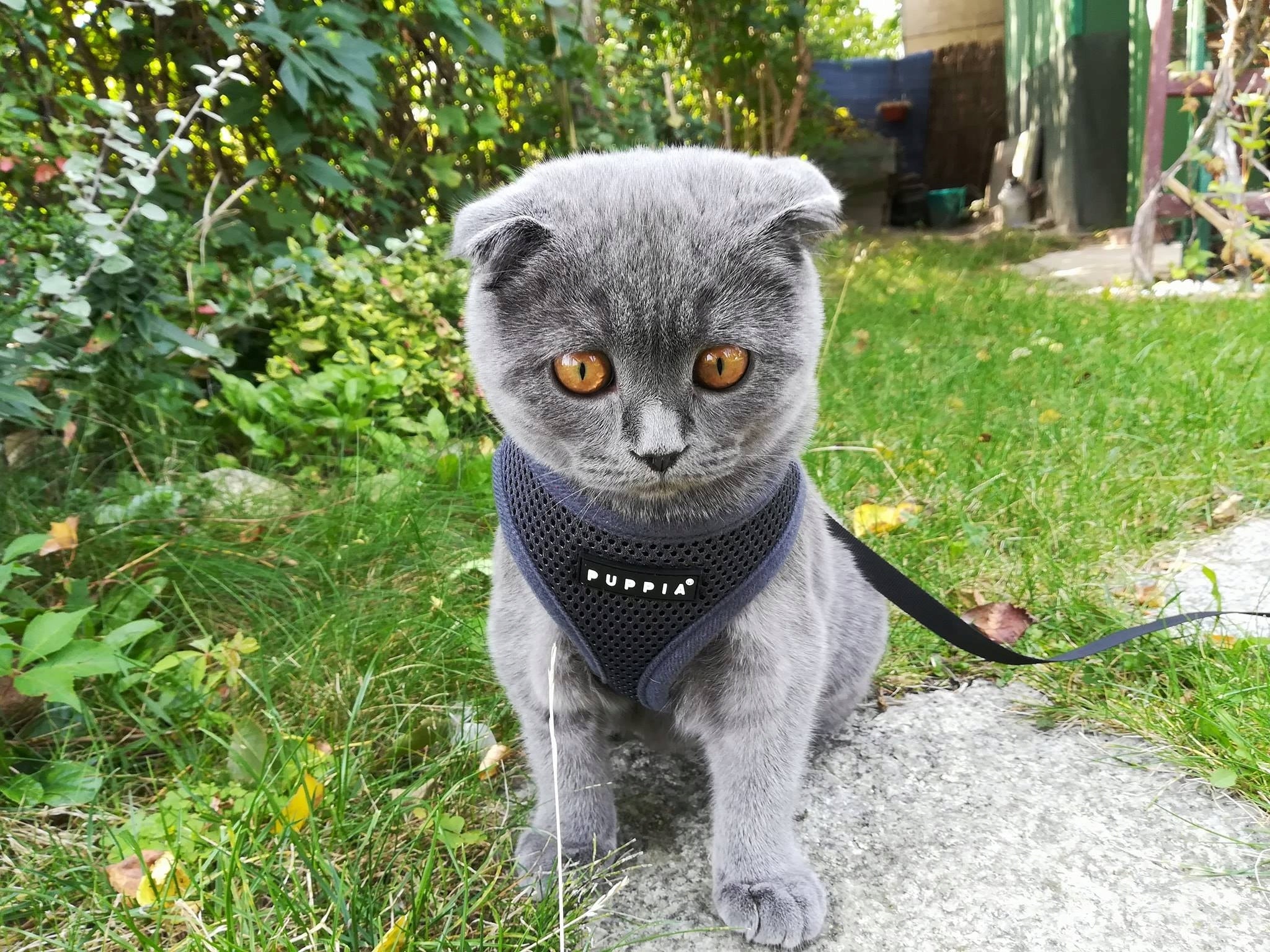 PUPPIA soft graphite dog or cat harness - size: XS Manufacturer code sze_pupp_soft_graf_4
