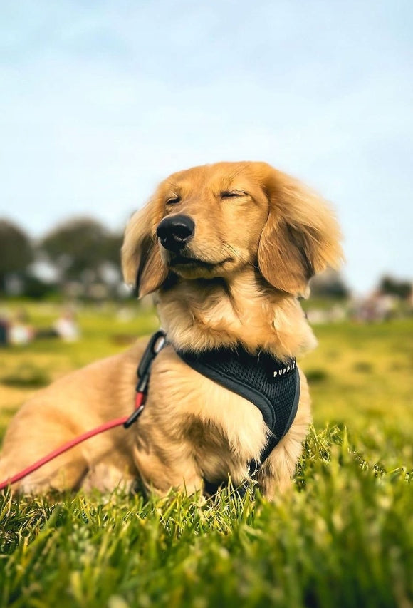 PUPPIA soft graphite dog or cat harness - size: XS Size XS
