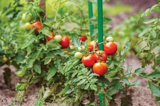 PVC POLE Green for Tomatoes and Plants 150cm Number of pieces 1 pcs