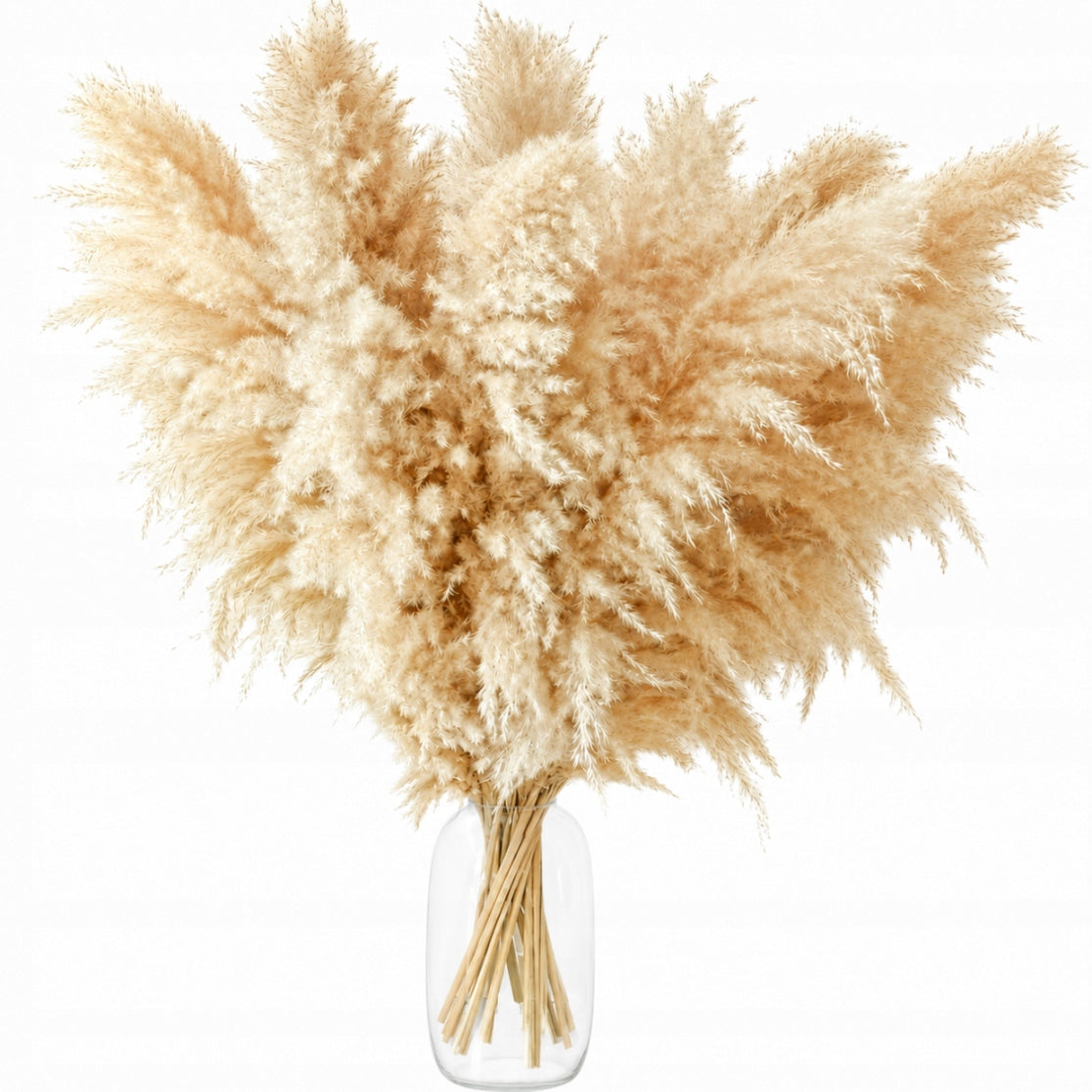 Pampas Grass Beige XL 120 cm 1 pc Natural Dried Premium BOHO Deko Manufacturer code TRA-002