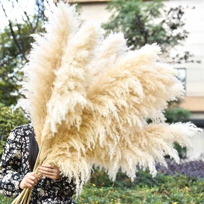 Pampas Grass Natural set of 3 pieces 105-110 cm Premium Dried BOHO Customs tariff code 10002232