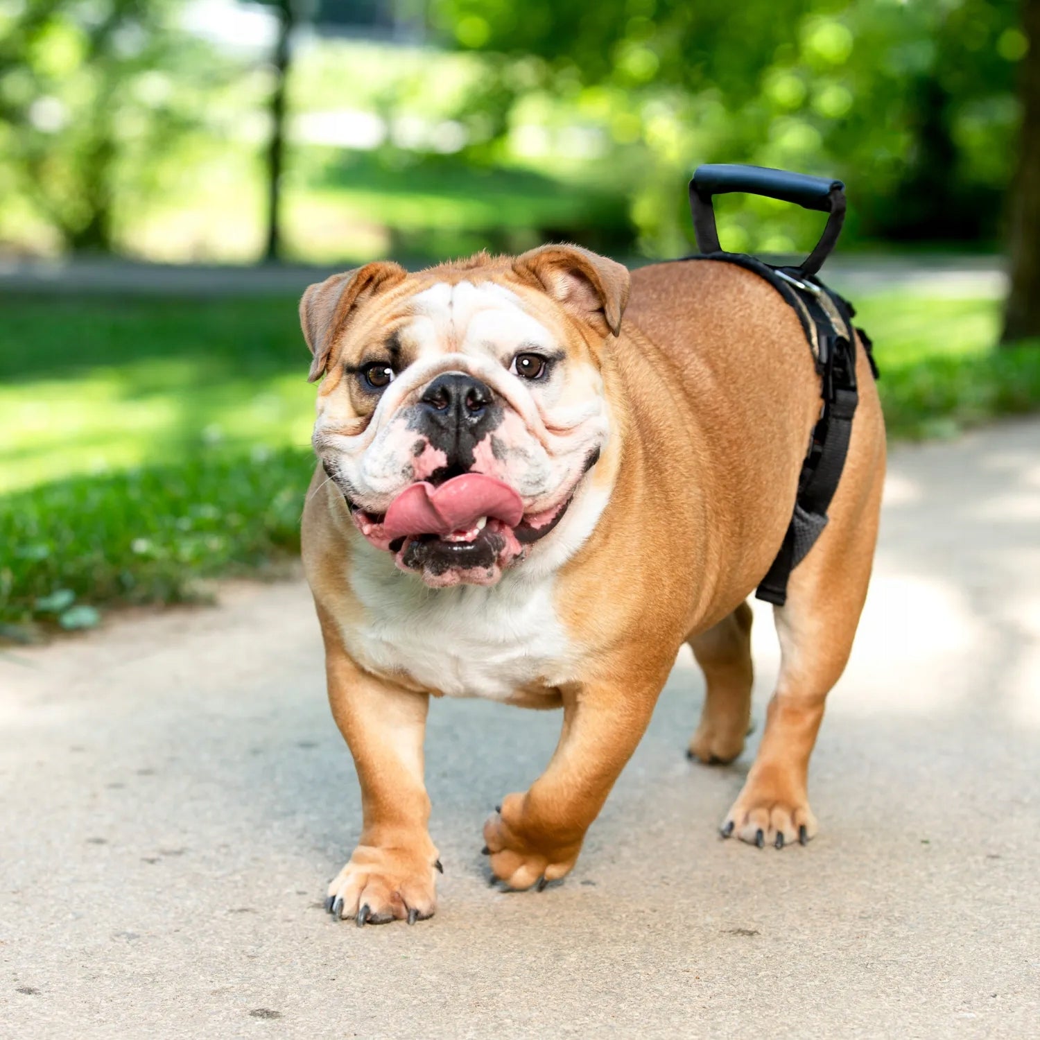 PetSafe CareLift Harness Dog Rehabilitation Harness, Hip Harness M Manufacturer code PTV17-16881
