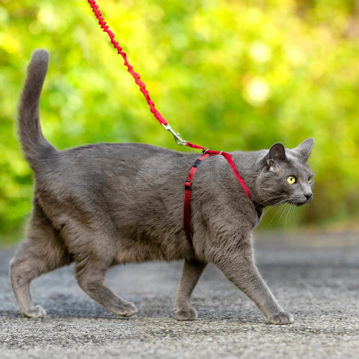 PetSafe Easy Walk Cat Red Cat Harness and Bungee Leash, Red M Color red