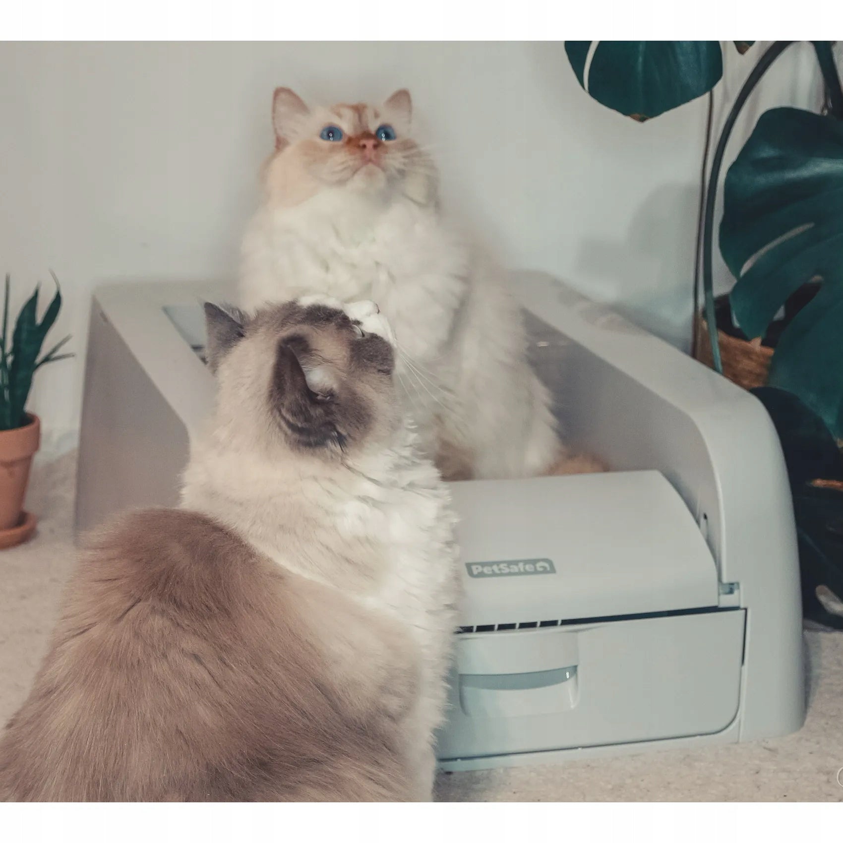 PetSafe Scoop Free self-cleaning litter box for cat, with motion sensor Kind open litter box