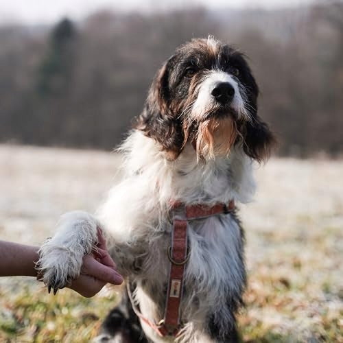 Pettsie No-Pull Dog Harness, Reflective, S, Orange Manufacturer code 657645